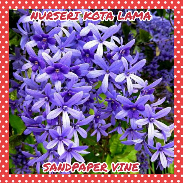 Hot Item Sandpaper Vine Menjalar Climbing Shopee Malaysia