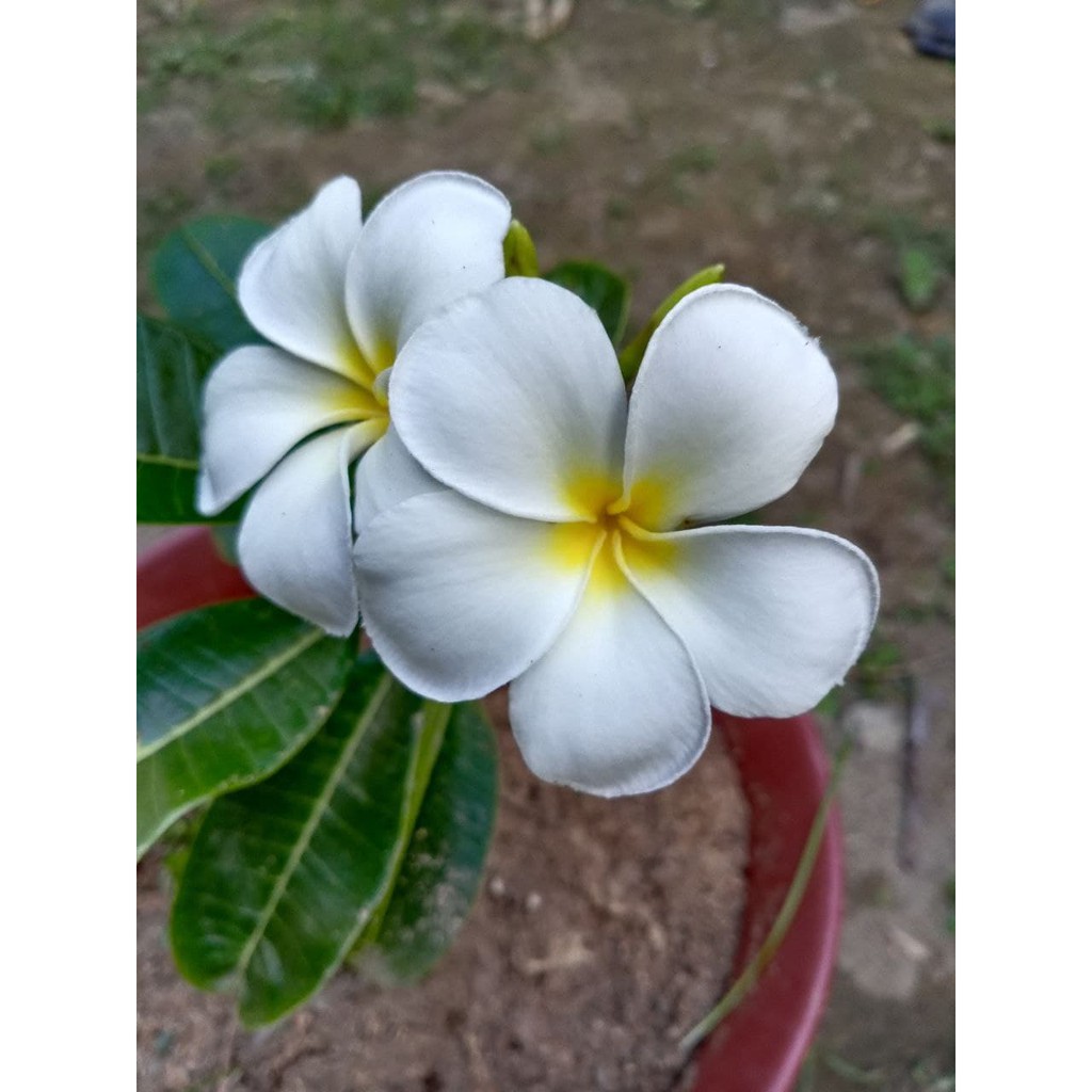 Bunga kemboja