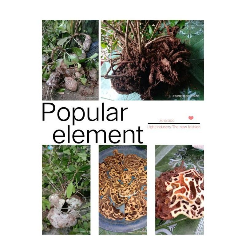 Pokok Sarang Semut Papua Original Shopee Malaysia