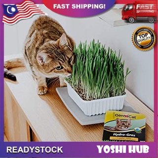 🔥READY STOCK MALAYSIA🔥RUMPUT KUCING PET GRASS  Shopee Malaysia