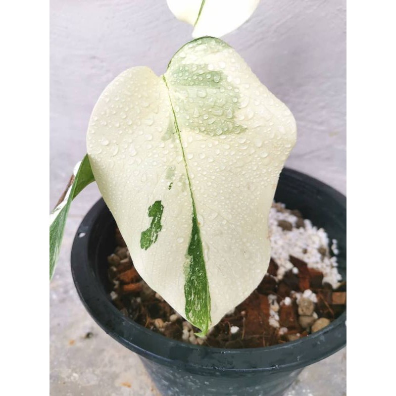 Monstera Borsigiana Albo Variegata Shopee Malaysia