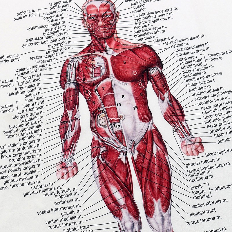 66x51cm Anatomical Chart Human Body Anatomy Educational Muscular System