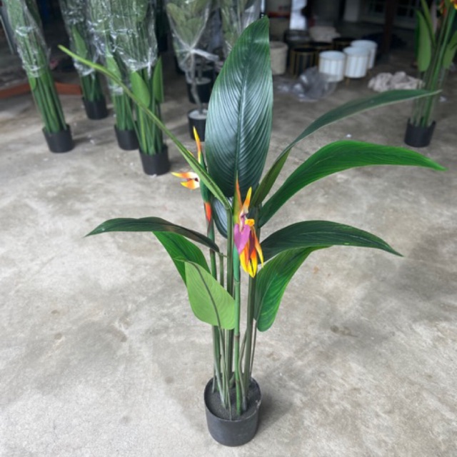 Buy Bird Of Paradise Seetracker Malaysia