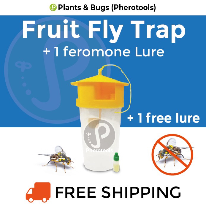 Oriental Fruit Fly Trap + 1 Pheromone Lure (1ml) Perangkap Feromon 