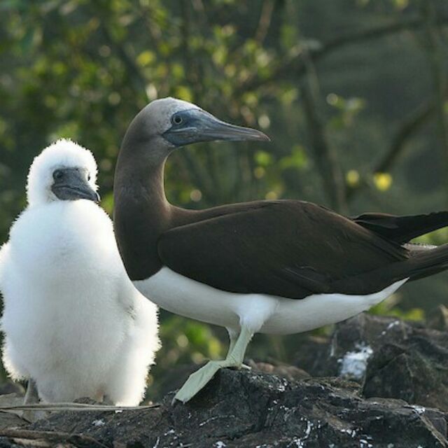 Burung Laut Shopee Malaysia