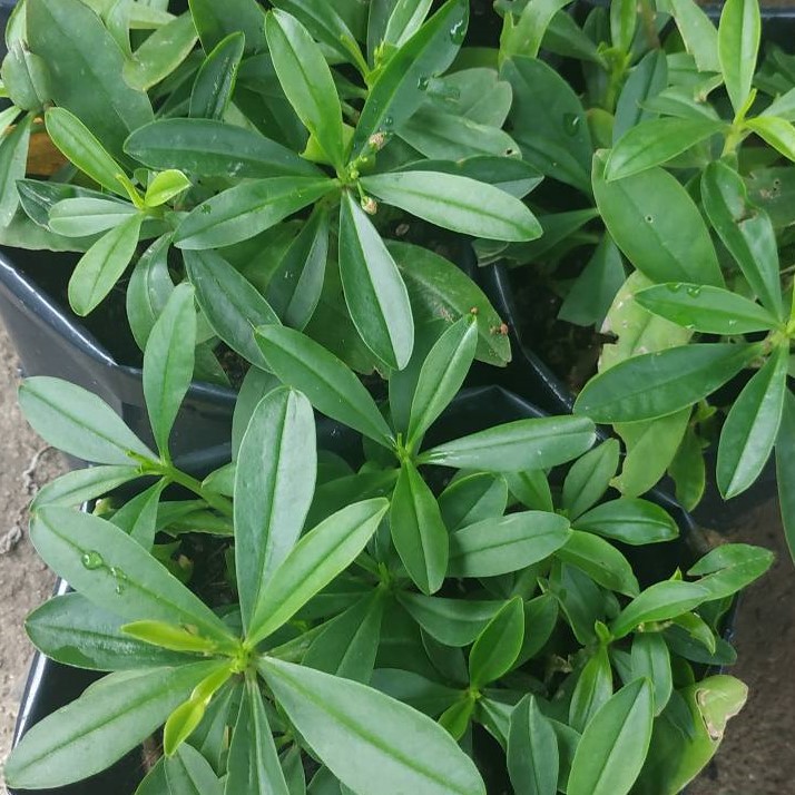 Yusainiyaakob Anak Pokok Ginseng Jawa Shopee Malaysia