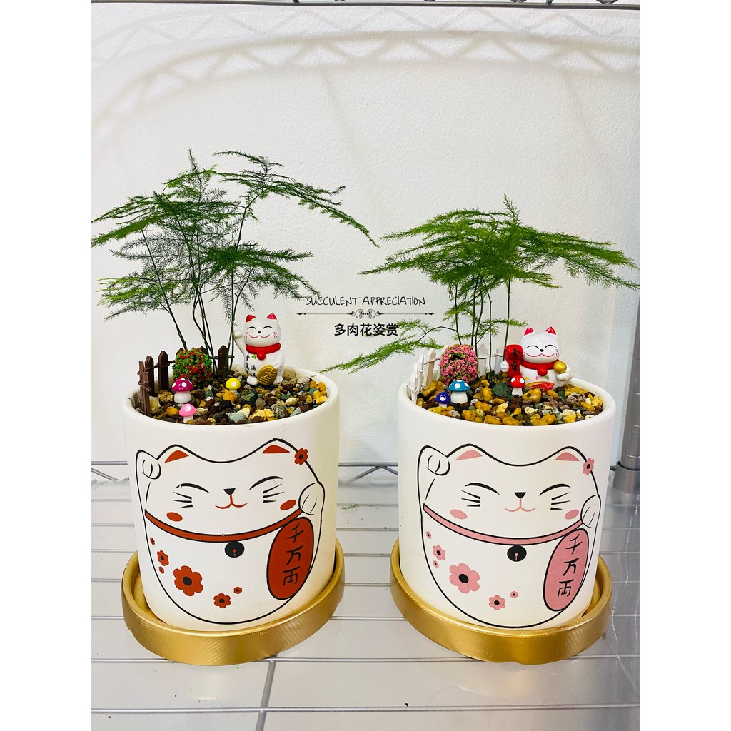 Succulent Pot 招财猫陶瓷花盆fortune Cat Ceramic Pot Shopee Malaysia