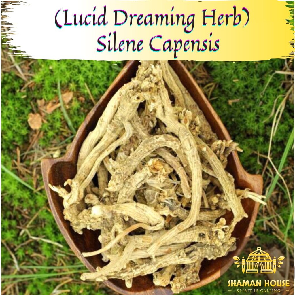 Lucid Dreaming Herb Wild Silene Capensis Dried Root Xhosa African Dream Root Famous Lucid Dream Herbs 清明梦 非洲梦根 梦根 Shopee Malaysia