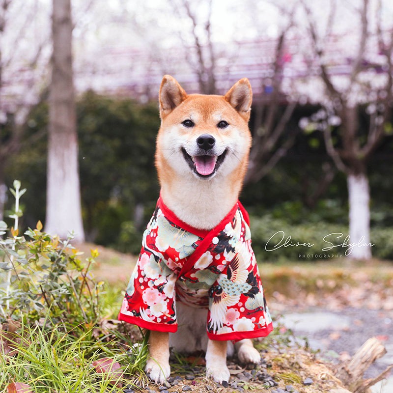 Pet Clothes宠物衣服狗狗日本和服仙鹤网红抖音柯基泰迪柴犬小型春夏透气防晒衣服