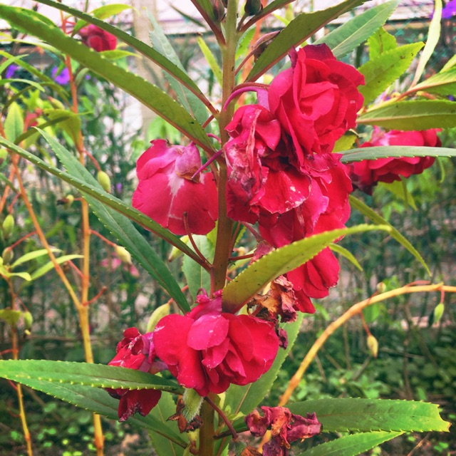 Impatiens Balsamina Balsam Rose Balsam Garden Balsam Gci