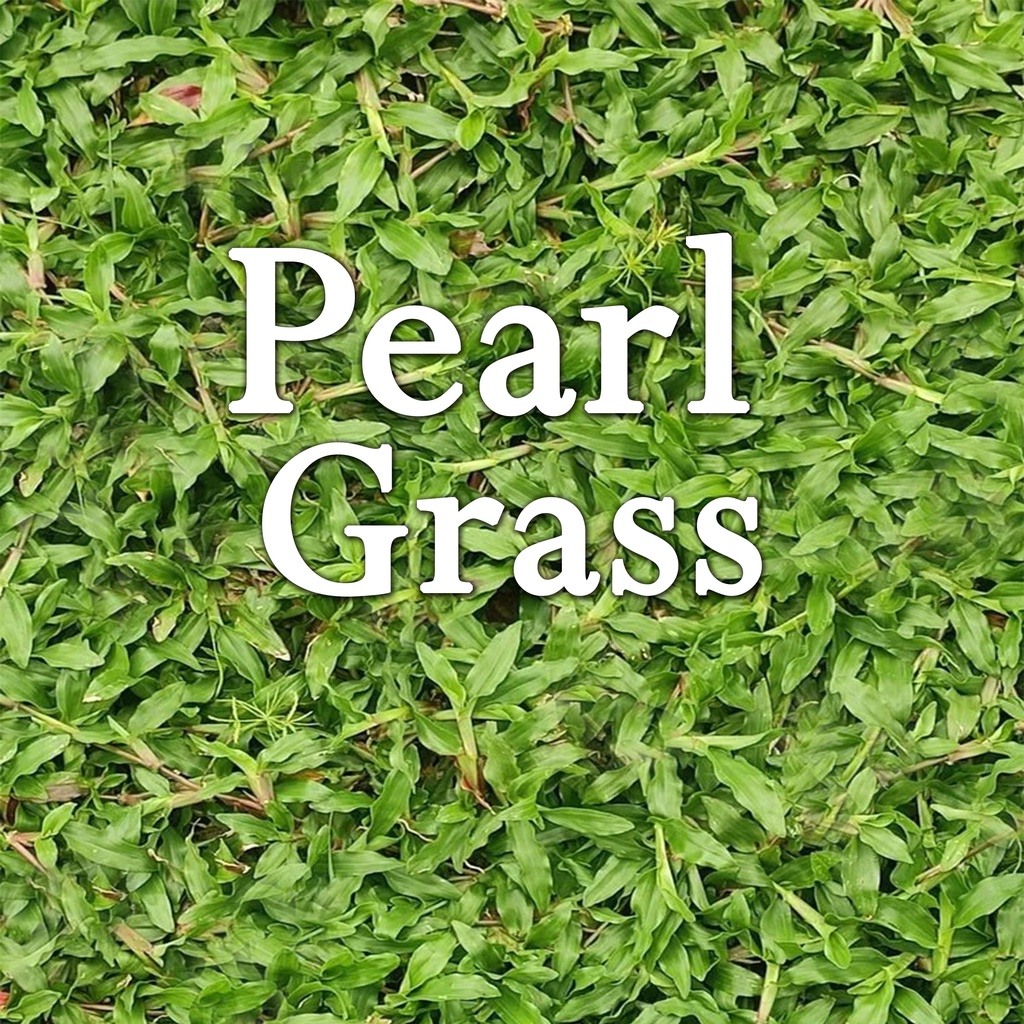 Rumput Mutiara Pearl Grass Real Grass Rumput Hidup Pembekal Rumput