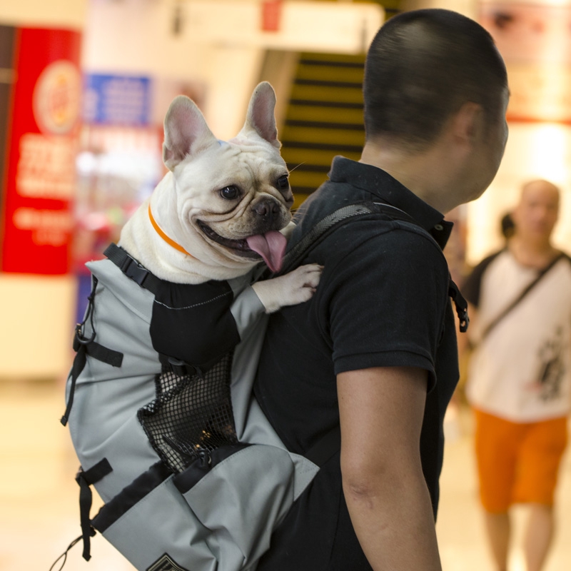 backpack for pug