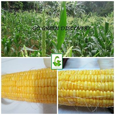 GO GREEN SWEET JAPANESE HONEY GOLD CORN SEEDS BENIH JAGUNG MADU 