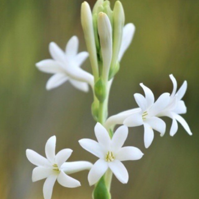 Buy Pokok Bunga Harum Sundal Malam Seetracker Malaysia