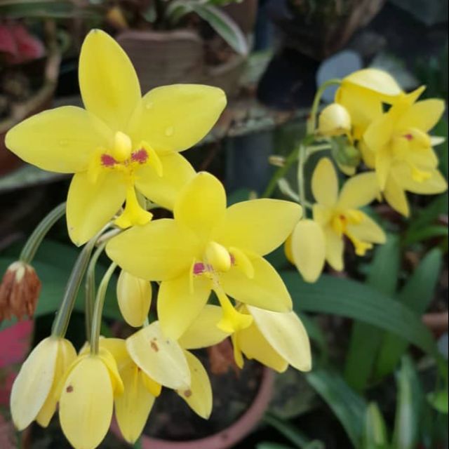 Pokok Orkid Pinang Kuning Shopee Malaysia