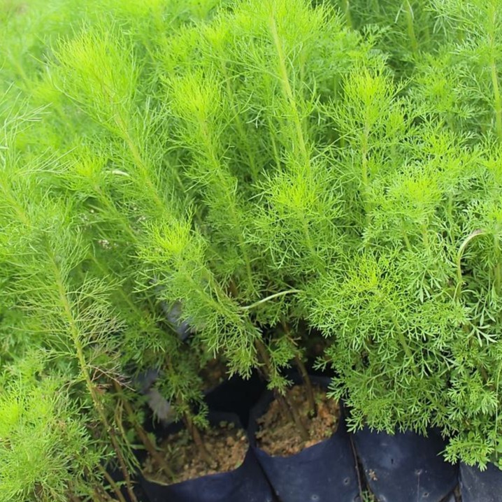 Pokok Rumput Nyamuk Ulam Mak Wan Ulam Makcik Pokok Nyamuk Artemisia ...