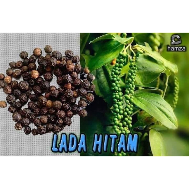 Pokok Lada hitam hybride-ready stock | Shopee Malaysia