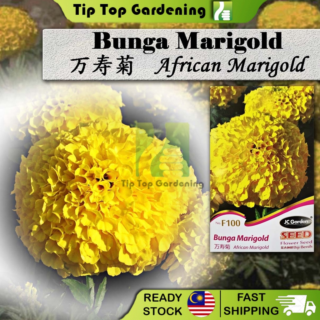 Buy F100 Bunga Marigold African Marigold Jc Garden Flower Seed Biji Benih Seetracker Malaysia