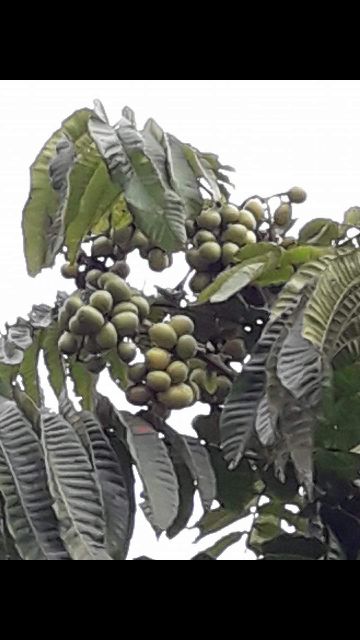 Pokok Matoa(Rare buah 3rasa)durian+rambutan+Longan  Shopee Malaysia