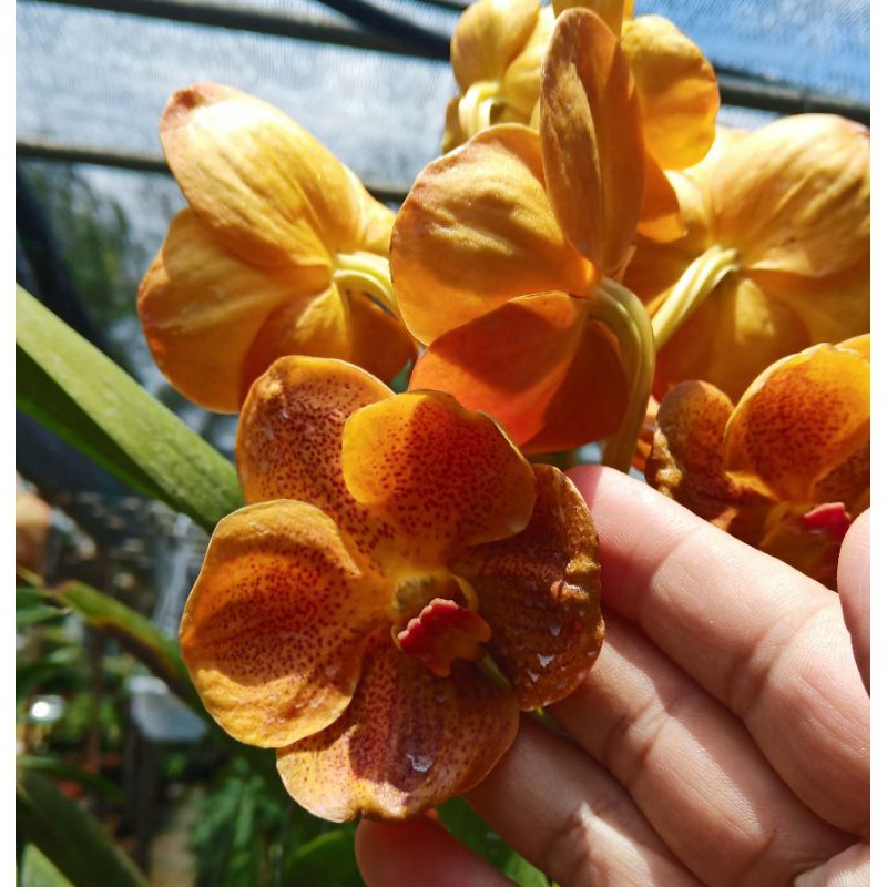 Orchid Vanda species -Orange flowers | Shopee Malaysia