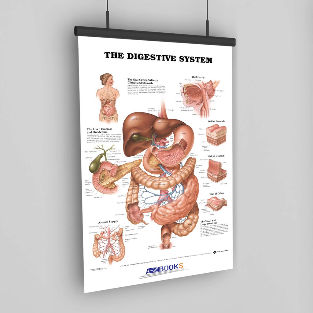 Digestive System Anatomical Chart Shopee Malaysia 0039