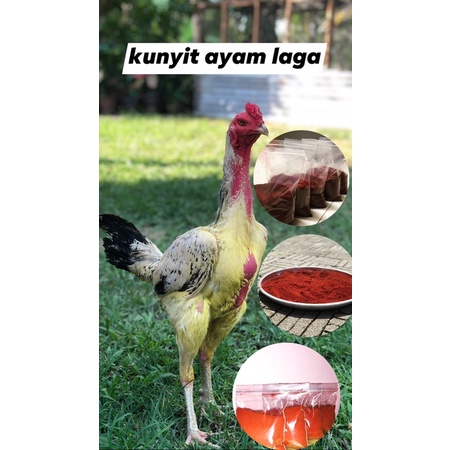Ayam laga malaysia