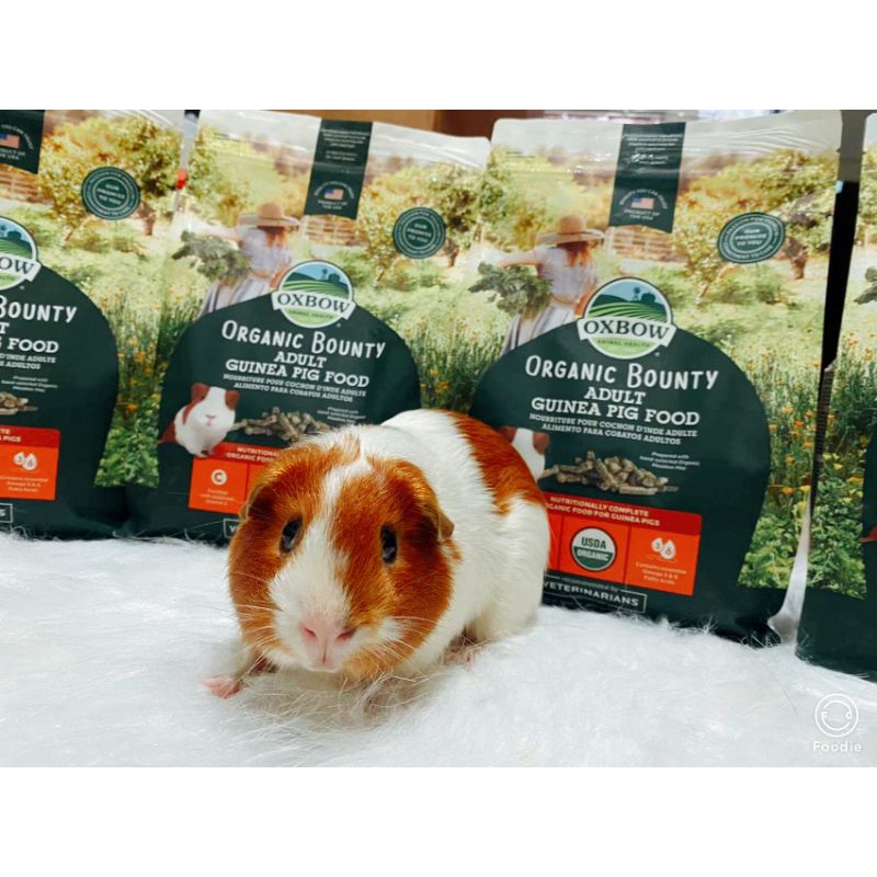Oxbow Guinea Pig Food Pellet Organic Bounty Adult Guinea Pig 1.36kg