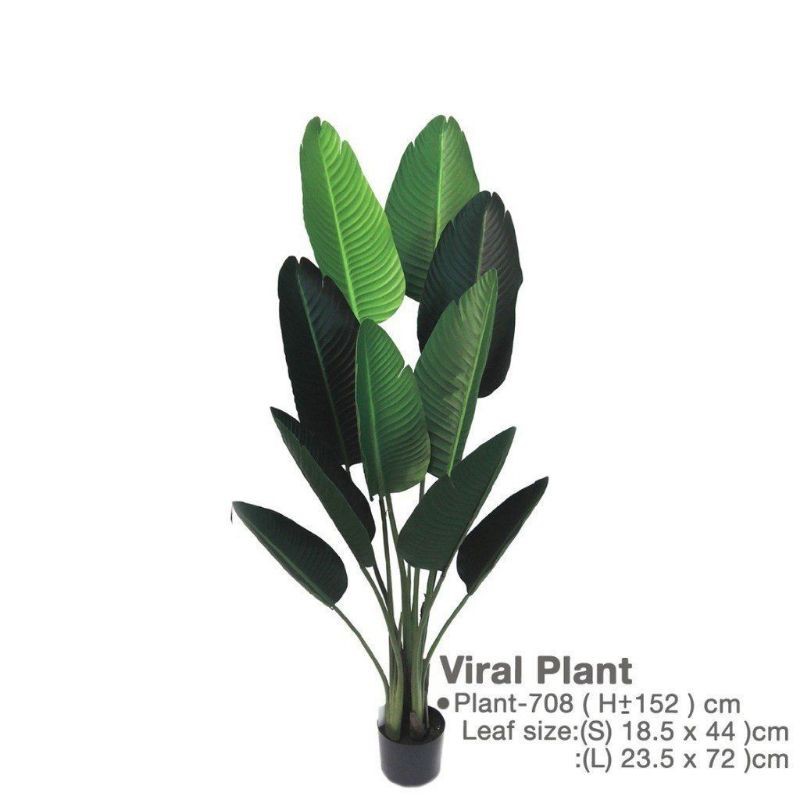 Buy Pokok Pisang Hiasan 120cm 8daun Rm120 160cm 10daun Rm165 Seetracker Malaysia