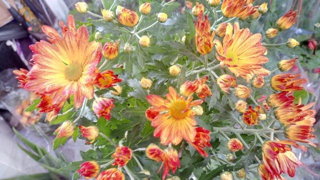 Anak Pokok Bunga Kekwa Kuning Oren 2 Tone Rare Chrysanthemum Flower Potted Plants Pokok Bunga Hiasan Pokok Hiasan Cantik Shopee Malaysia