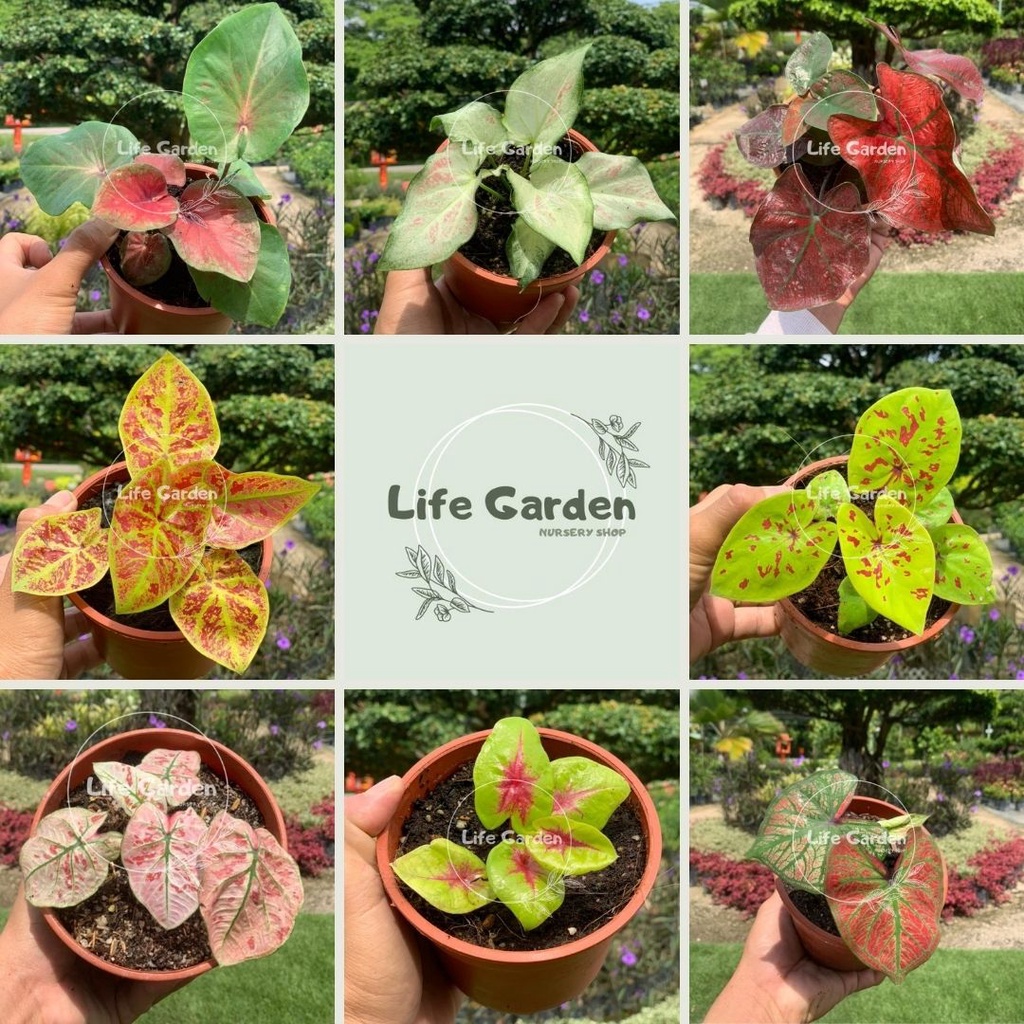 Buy Life Garden Caladium Starry Night Green Monster New Wave Lemon Blush White Wonder 彩叶芋 Seetracker Malaysia