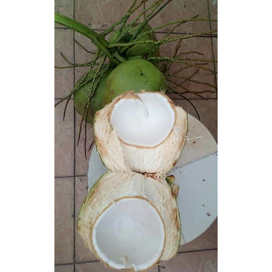 Coconut Fresh Kelapa Muda Dan Kelapa Santan Untuk Di Jual Shopee Malaysia
