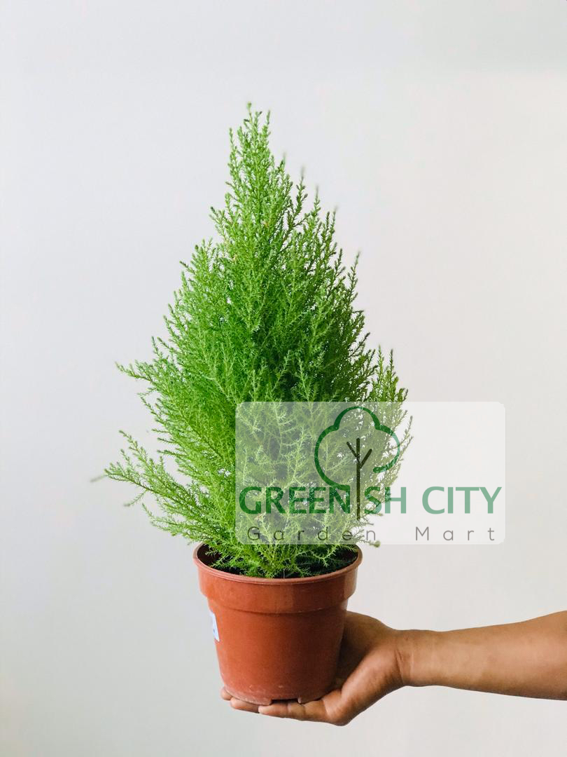Buy Gnc Gold Crest Lemon Cypress Outdoor Live Plant Pokok Hiasan Landscape Christmas Pine 香松 金冠柏 Seetracker Malaysia