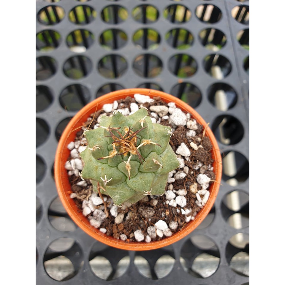 Augustfame Turbinicarpus Alonsoi 赤花娇丽cactus Succulent Shopee Malaysia