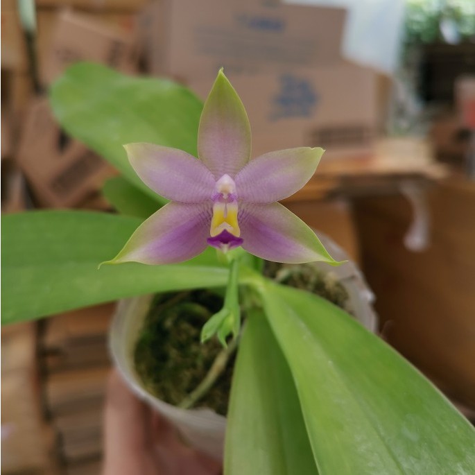 [ Species + Fragrant ] Phalaenopsis violacea var. coerulea ( Malaysia ...