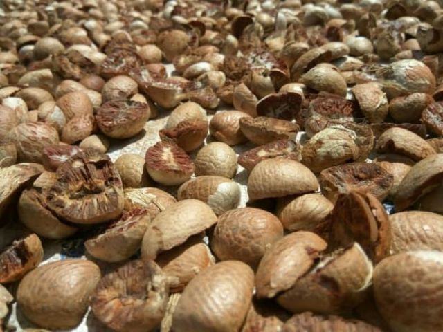 Buah Pinang Kering 1 2 Kg Shopee Malaysia