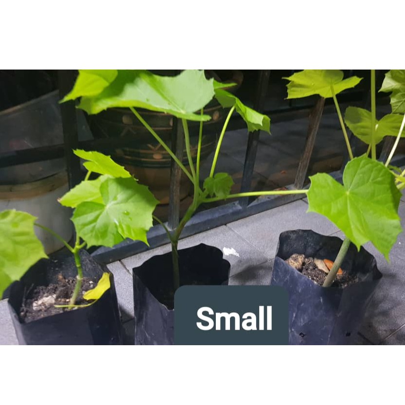 Buy Anak Pokok Jarak Pagar Ricinus Communis Seetracker Malaysia