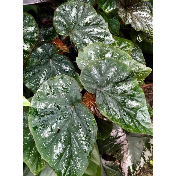 Begonia U168 Real Plant By Slthegreen Shopee Malaysia