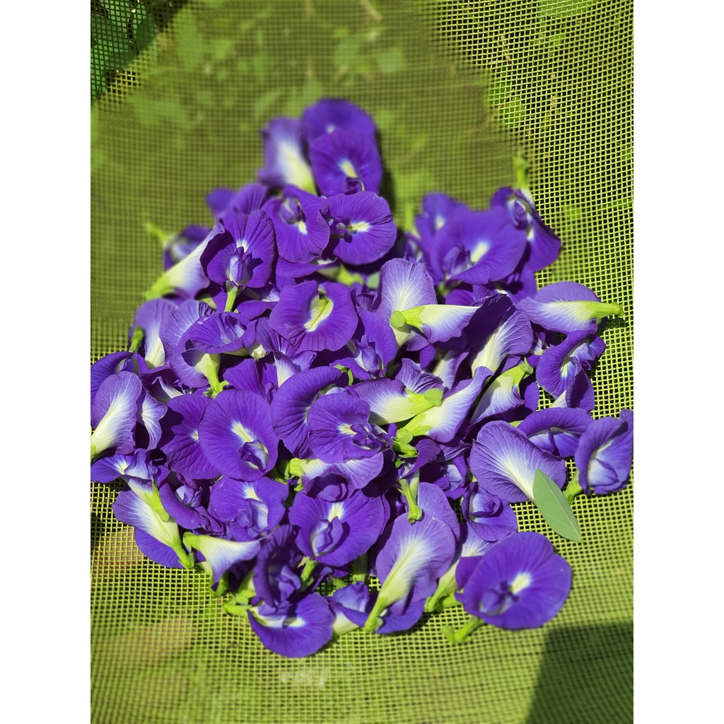 Vacuumed Packed Organic Tea 100 Fresh Butterfly Pea Blue Flower