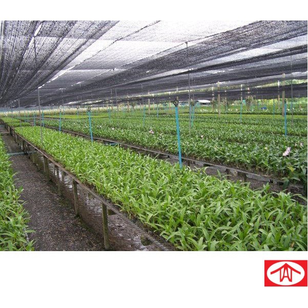 70% X 2M X 30M ORCHID NETTING (JARING HITAM KEBUN) | Shopee Malaysia