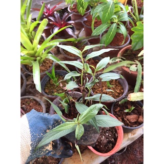 Ketumbar Jawa Daun Sup Dayak Alternatif Daun Sup Dlm Makanan Sarawak Famous Wangi Shopee Malaysia