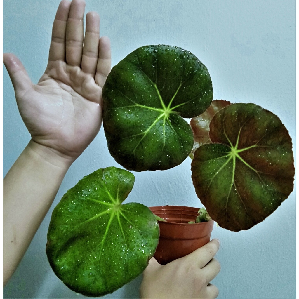 Begonia Beefsteak/Begonia Erythrophylla/pokok asam batu | Shopee Malaysia