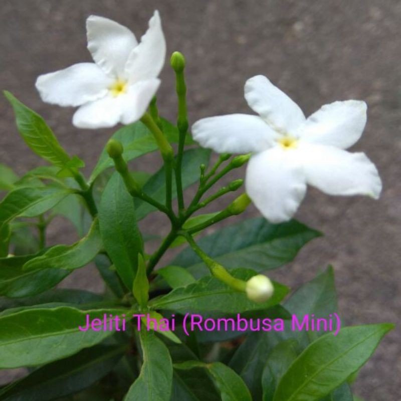 Pokok Bunga Jeliti Thailand Rombusa Mini