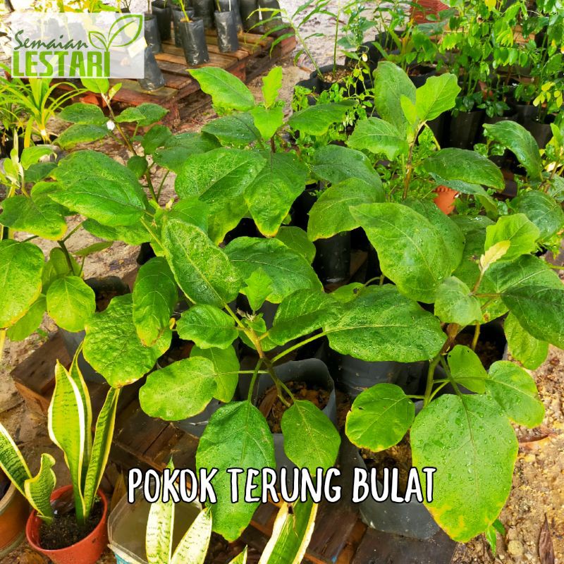 Anak Pokok Terung Bulat