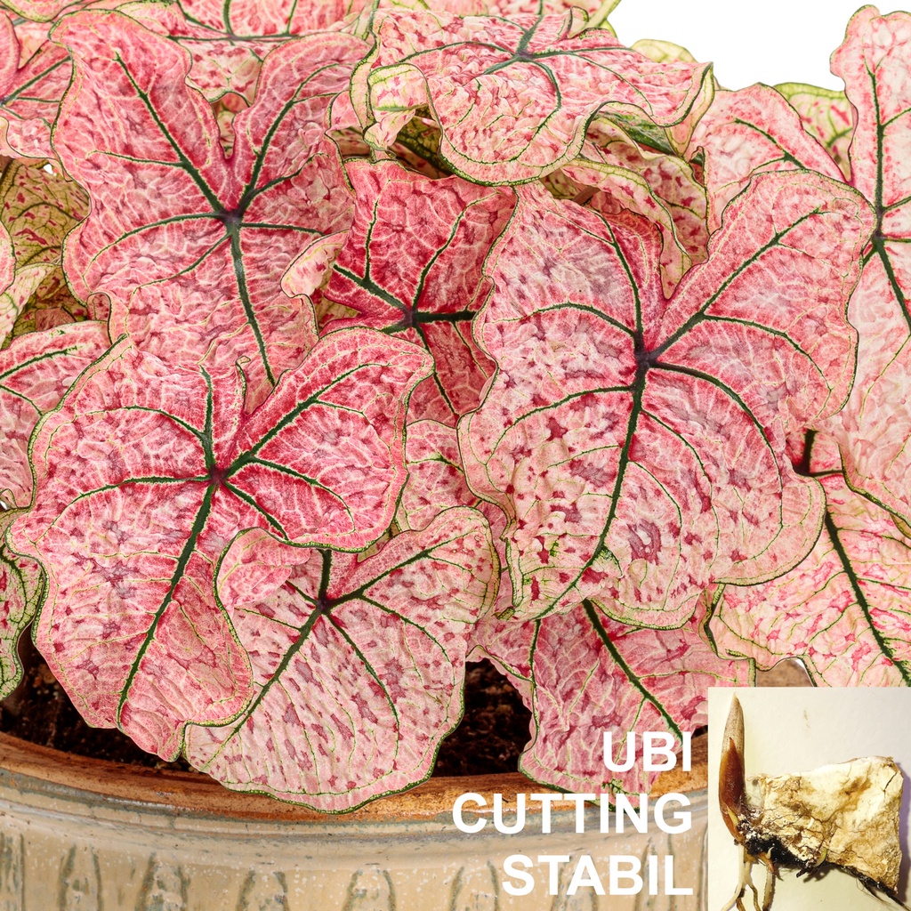 ANAK UBI KELADI THAI KRASEN WAI CALADIUM BULB CUTTING THAILAND Shopee
