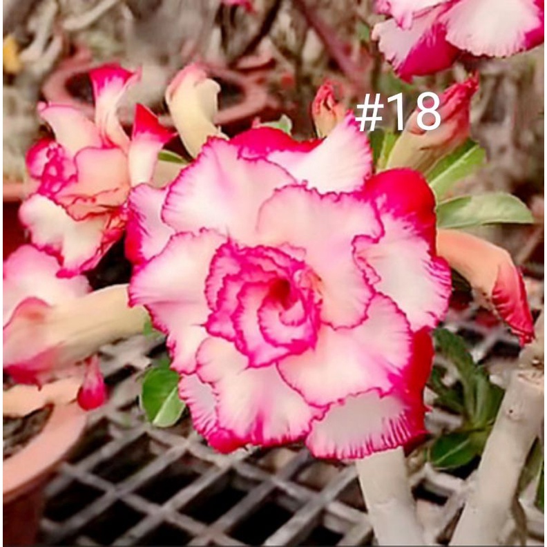 R S 现货 重瓣富贵花种子沙漠玫瑰种子adenium Obesum Seeds Shopee Malaysia