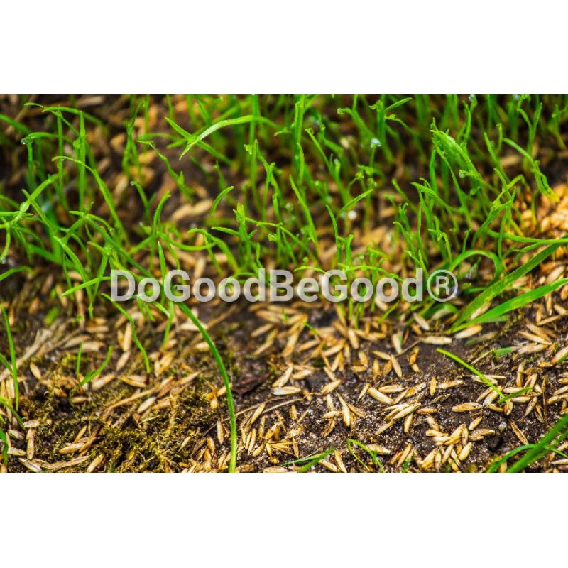 Buy 6Grams(2000+)Bermuda Grass Seeds /Biji Benih Rumput Bermuda 