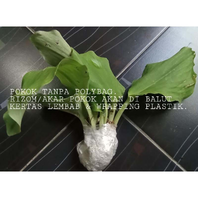 Pokok ulam CEKUR HIJAU / Kencur ~ pokok sahaja | Shopee Malaysia