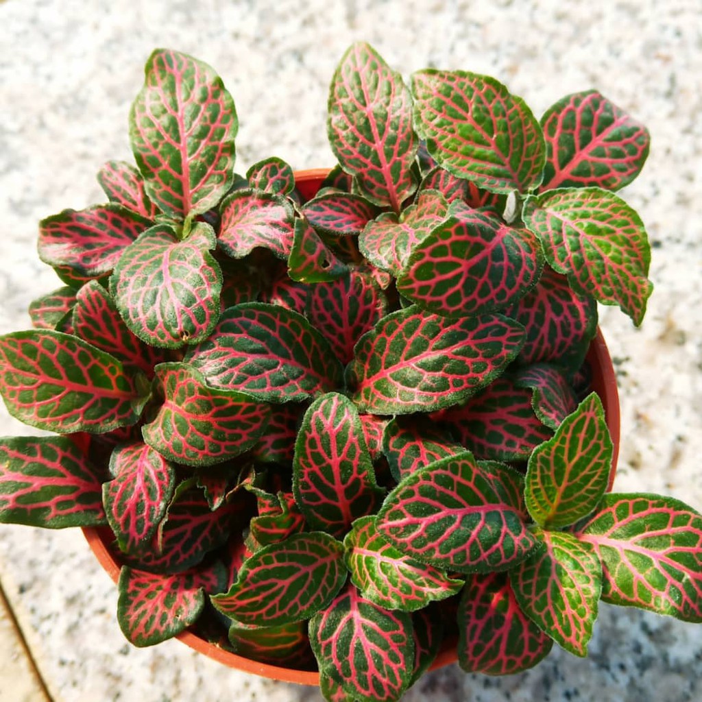 Fittonia Nerve Plant Hanging Sakura Tucson