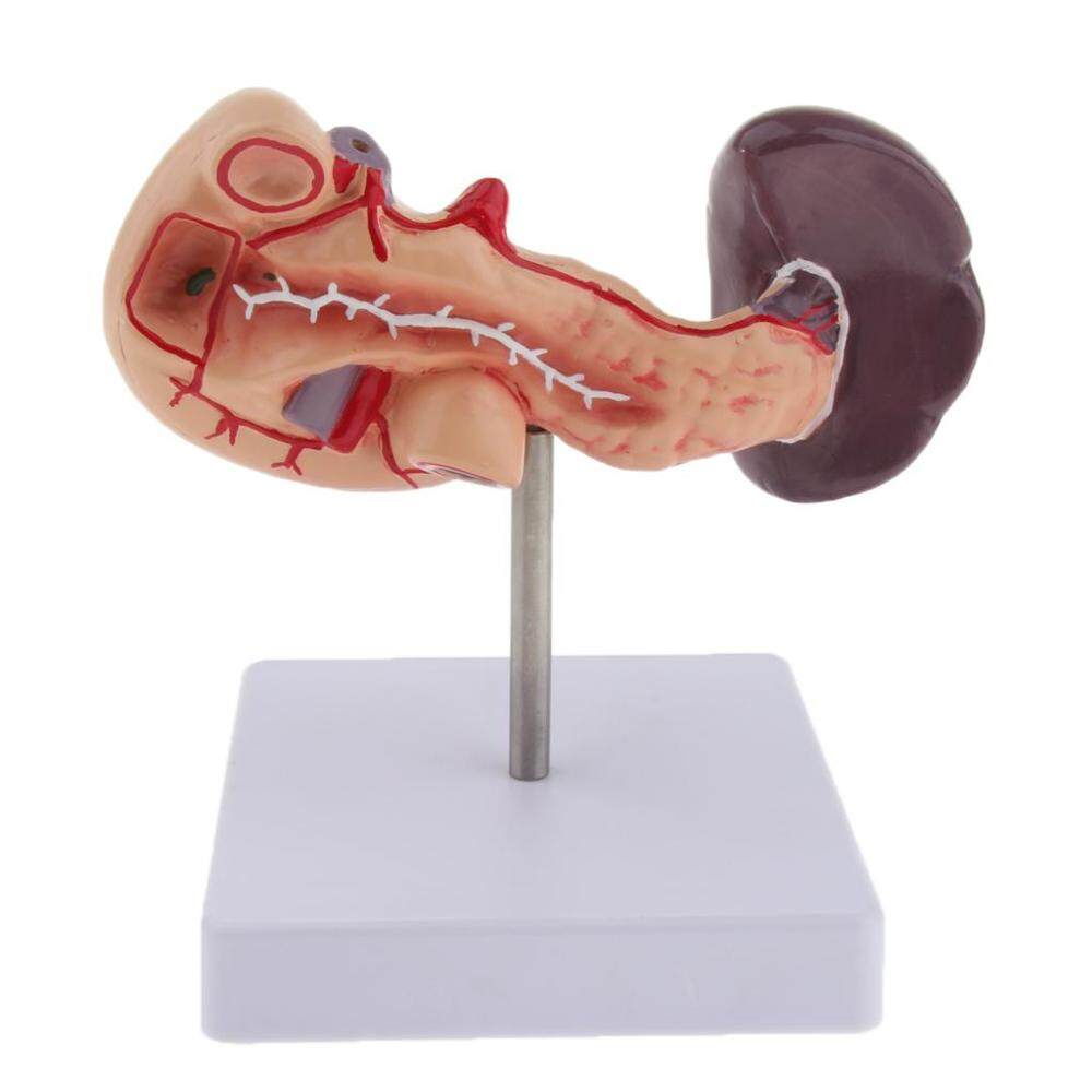 Human Pancreas Duodenum Spleen Anatomical Model   Pancreas Spleen 