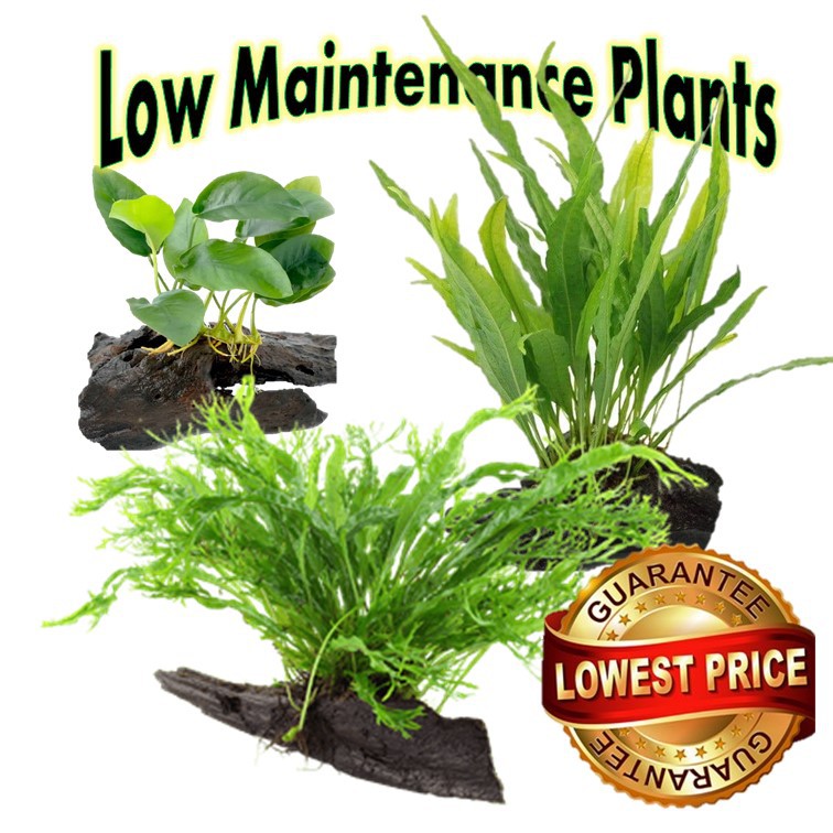LOWTECH PLANTS Anubias Nana/Anubias Coin leaf/Java Fern/ Windelov with ...